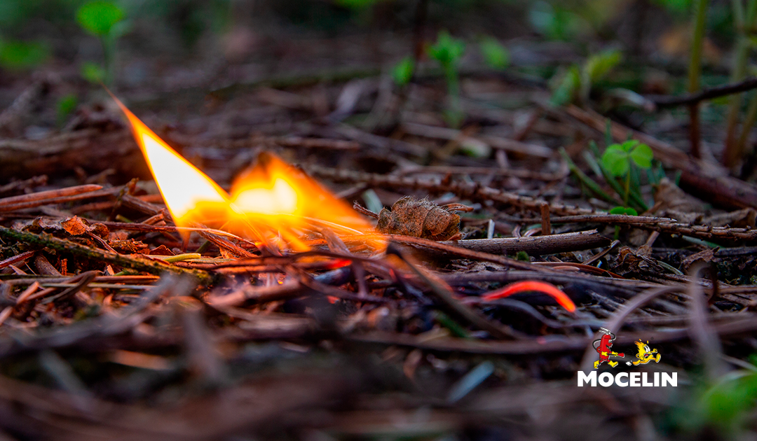 Incêndios florestais: cuidar do meio ambiente é dever de todos nós!