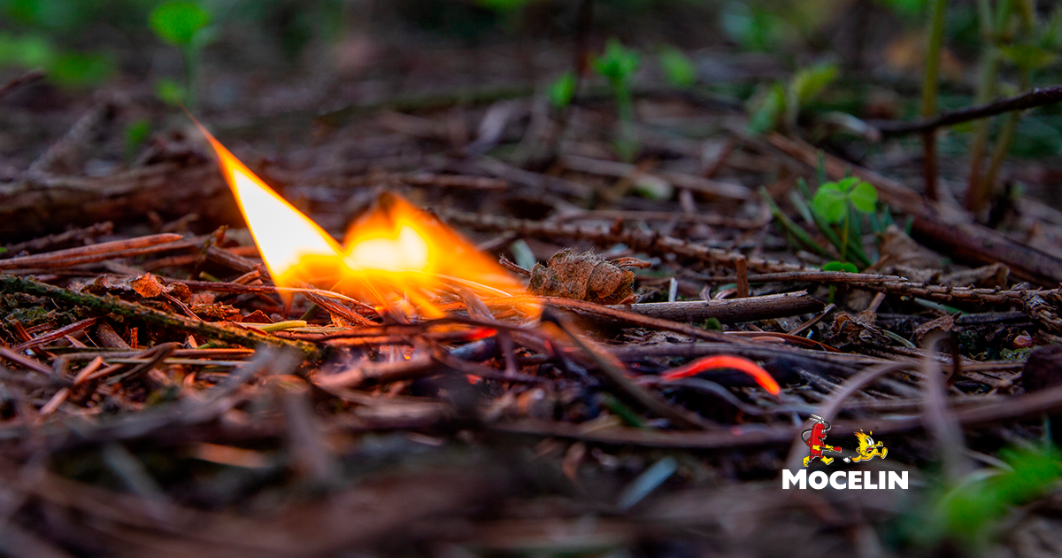 Apague o fogo com um balde de água. incêndios florestais no verão